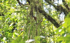 Pomatorhinus montanus