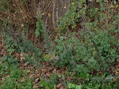 Artemisia vulgaris