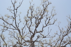 Lagerstroemia parviflora