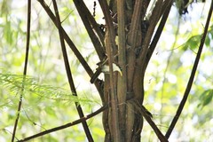 Pomatorhinus montanus