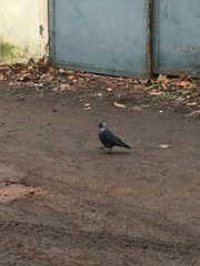 Corvus monedula