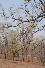 Lagerstroemia parviflora