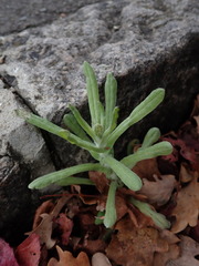 Helichrysum luteoalbum