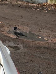Corvus cornix