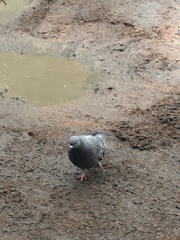 Columba livia