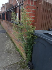 Erigeron sumatrensis