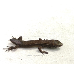 Eutropis rugifera
