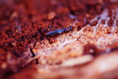 Rhizophagus bipustulatus