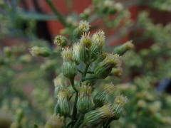 Erigeron sumatrensis