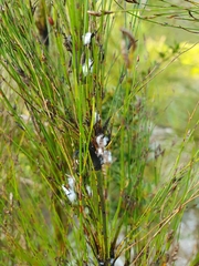 Restio subverticillatus