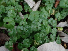 Geranium lucidum