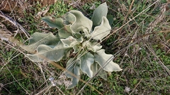 Verbascum rotundifolium