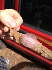 Megalopygidae