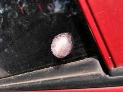 Megalopygidae