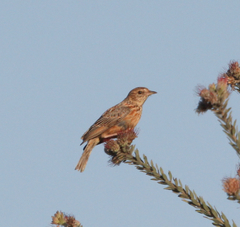 Mirafra apiata apiata