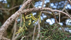 Arceuthobium oxycedri