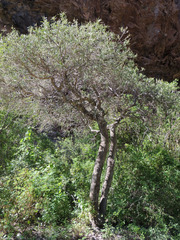 Forchhammeria watsonii