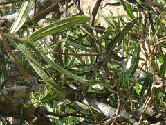 Forchhammeria watsonii