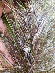 Restio subverticillatus