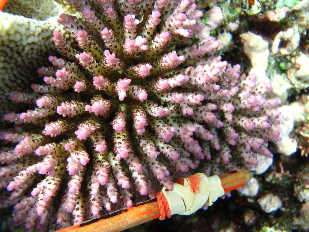 sky blue coral
