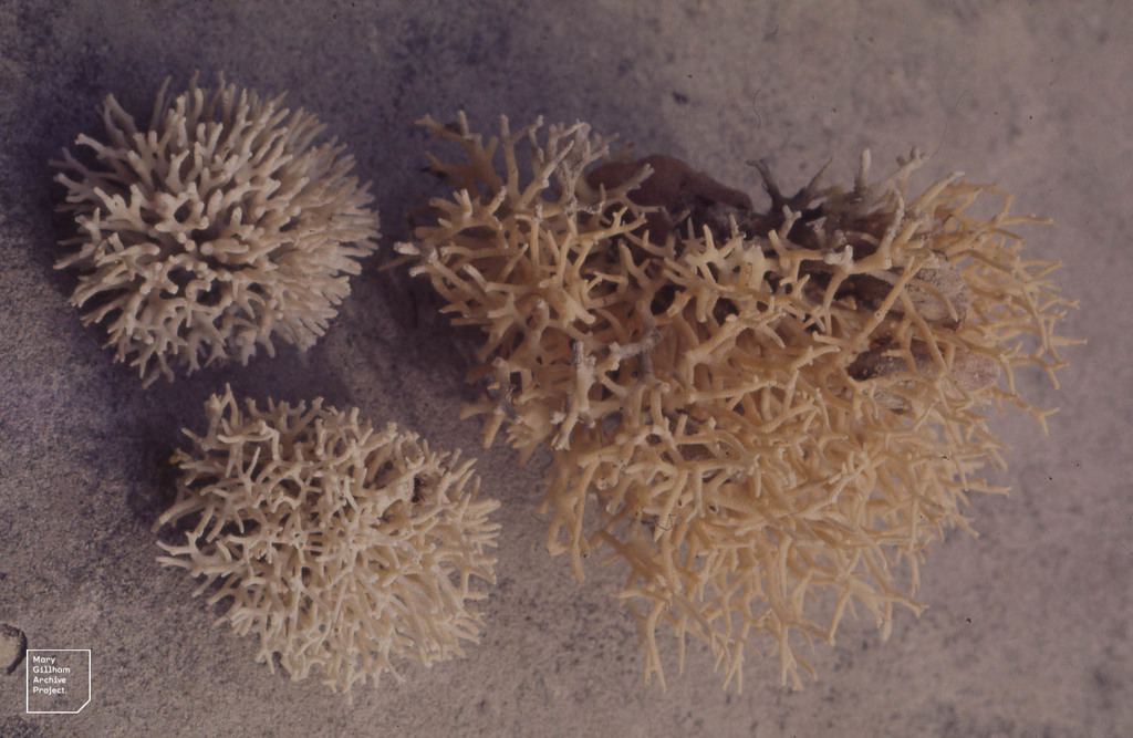 sky blue coral