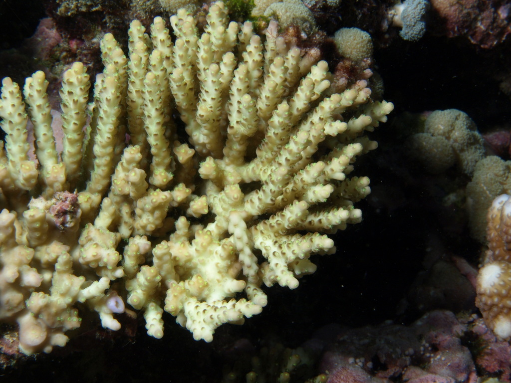 sky blue coral