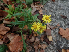 Senecio squalidus