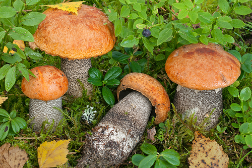 Leccinum versipelle (Fr.) Snell