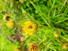 Berkheya speciosa