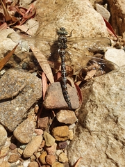 Pinheyschna subpupillata