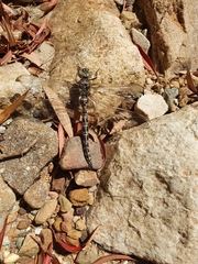 Pinheyschna subpupillata