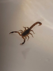 Pseudolychas ochraceus