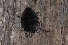 Chrysobothris chrysostigma