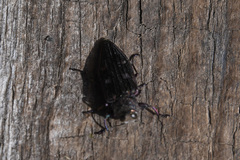 Chrysobothris chrysostigma