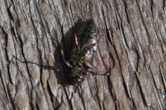 Chrysobothris chrysostigma