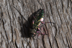 Chrysobothris chrysostigma