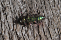 Chrysobothris chrysostigma