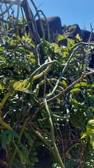 Vanilla planifolia