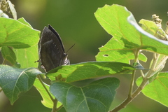 Mahathala ameria