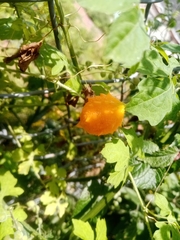 Momordica charantia