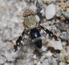 Actocetor indicus