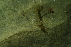 Penaeus californiensis