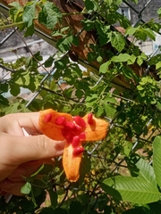Momordica charantia