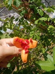 Momordica charantia