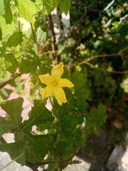Momordica charantia