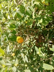 Momordica charantia