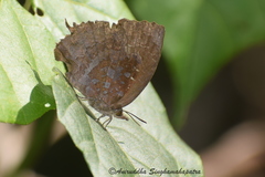 Mahathala ameria