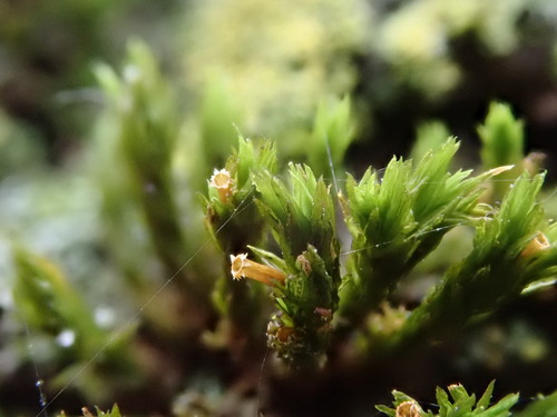 Wood Bristle-moss