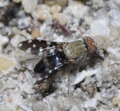 Actocetor indicus