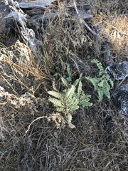 Astragalus nuttallii nuttallii